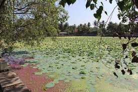 function/uploads/cultural/Ariyakulam Pond.jpg